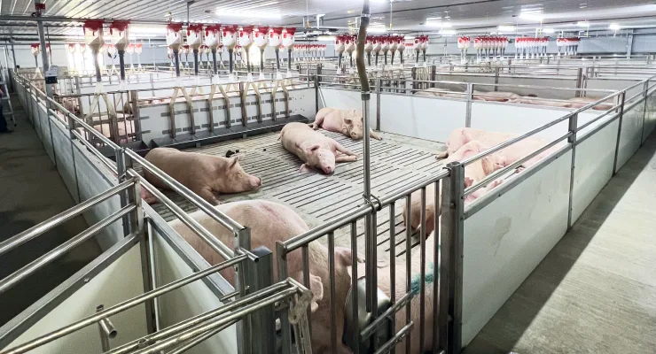 Positive Impact on Animal Welfare